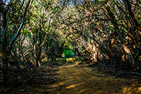 Path in Thicket in Molokai, Hawaii