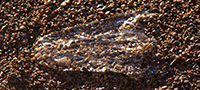 Jelly fish washed up on One Ali'i Beach