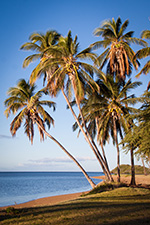 Palm Trees on One Alii Beach