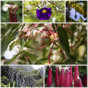 Flowers, plants and bees at Kalani's Garden