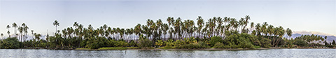 Kapuaiwa Coconut Grove Panorama