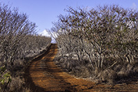 Red dirt road